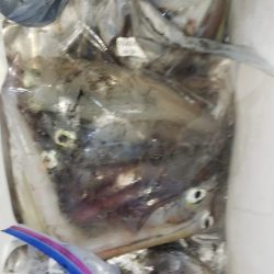 第二龍勢丸 釣果