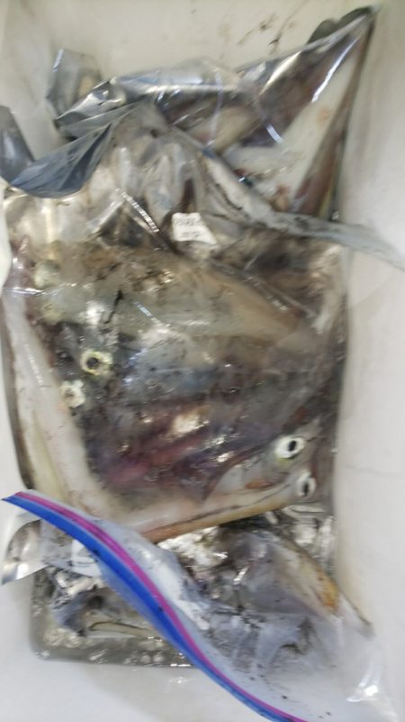 第二龍勢丸 釣果