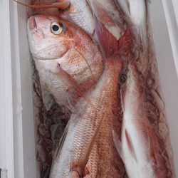 シースナイパー海龍 釣果