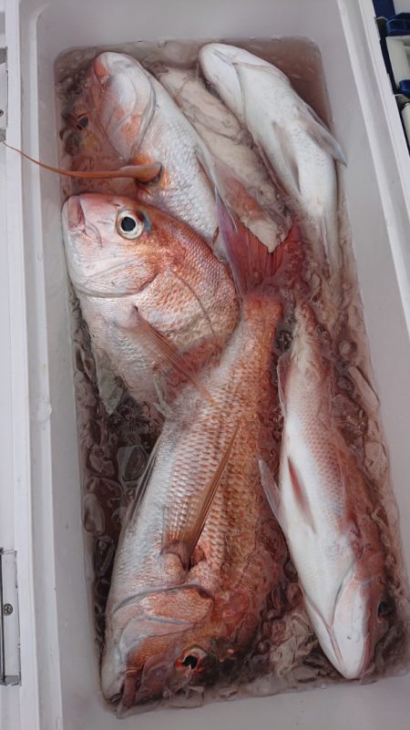 シースナイパー海龍 釣果