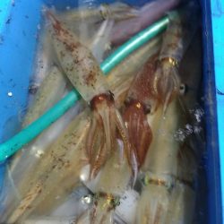 LUSTER『ラスター』 釣果