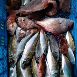 小島丸 釣果