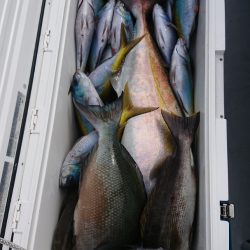 金沢八景鴨下丸 釣果