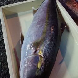 金沢八景鴨下丸 釣果