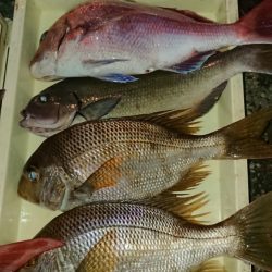 金沢八景鴨下丸 釣果