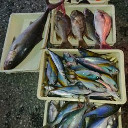 金沢八景鴨下丸 釣果