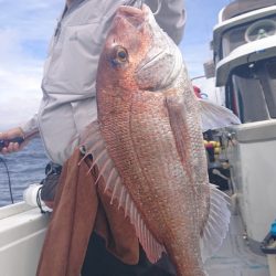 だて丸 釣果