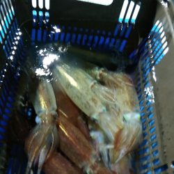 LUSTER『ラスター』 釣果