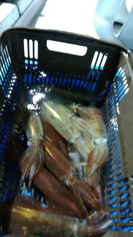 LUSTER『ラスター』 釣果