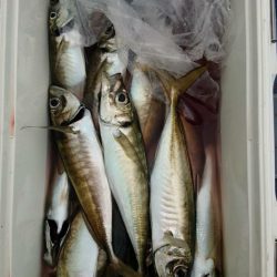 金沢八景鴨下丸 釣果