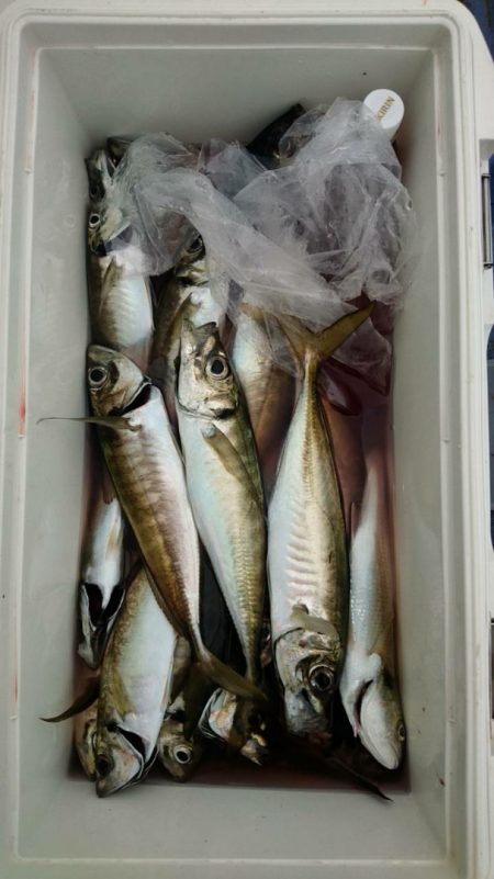 金沢八景鴨下丸 釣果