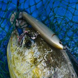 第三共栄丸 釣果