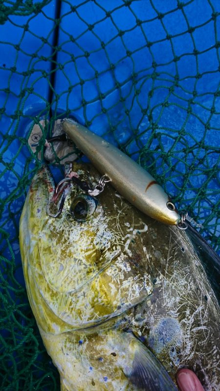 第三共栄丸 釣果