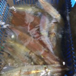 LUSTER『ラスター』 釣果