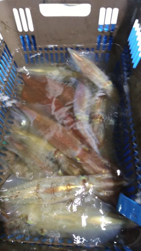 LUSTER『ラスター』 釣果