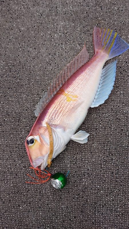 ARCADIAⅡ (アルカディアⅡ) 釣果