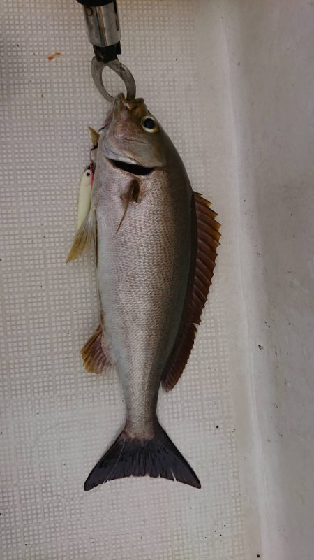 きずなまりん 釣果