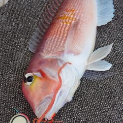 ARCADIAⅡ （アルカディアⅡ） 釣果