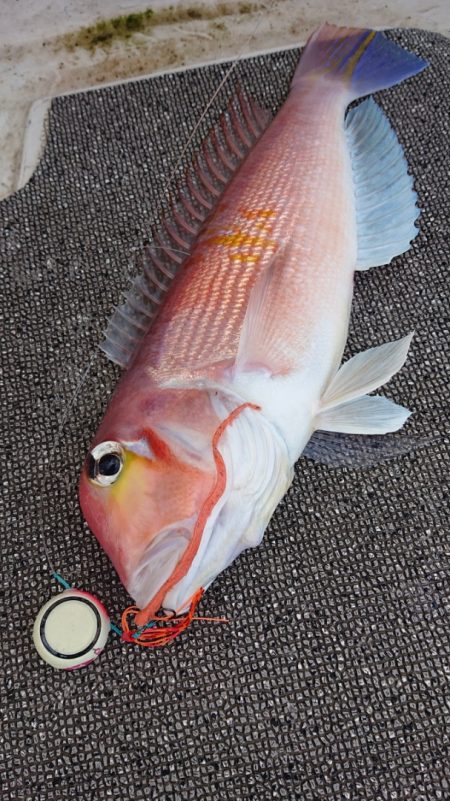 ARCADIAⅡ （アルカディアⅡ） 釣果