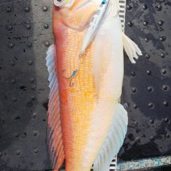 第二龍勢丸 釣果