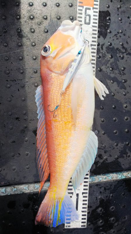 第二龍勢丸 釣果