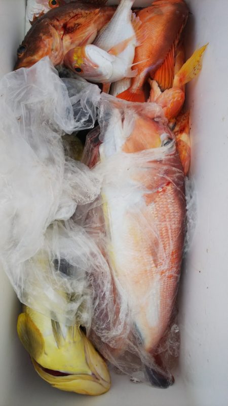 第二龍勢丸 釣果