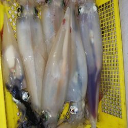 第二龍勢丸 釣果