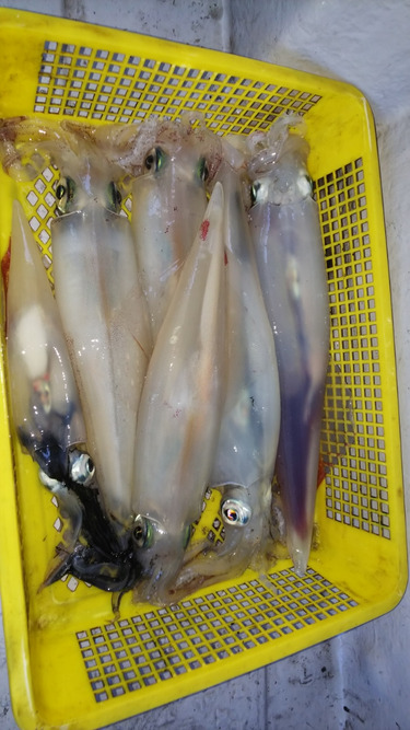 第二龍勢丸 釣果