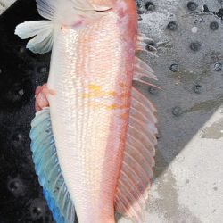 第二龍勢丸 釣果