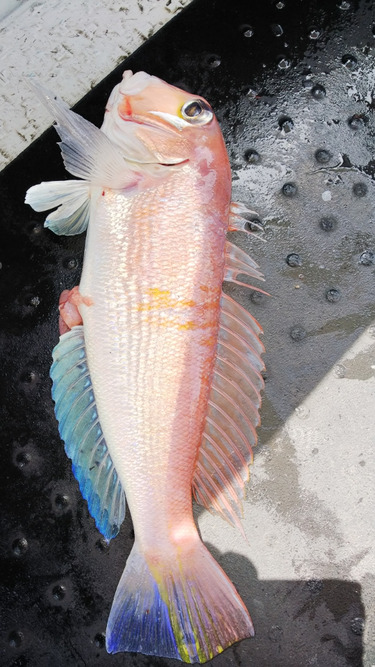 第二龍勢丸 釣果