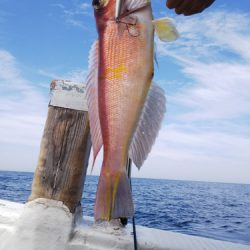 第二龍勢丸 釣果