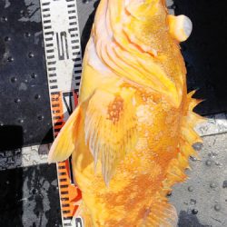 第二龍勢丸 釣果