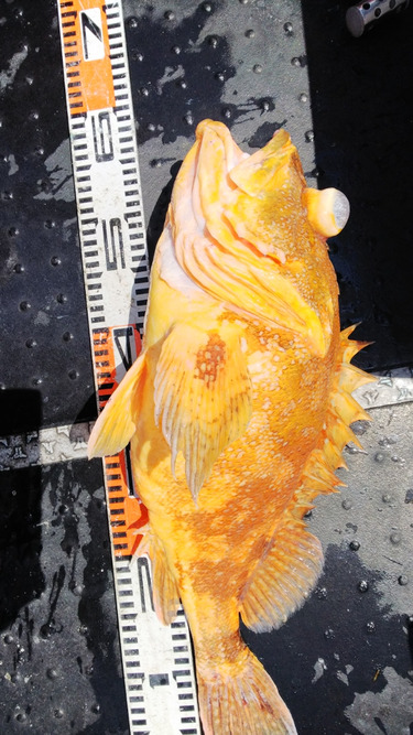 第二龍勢丸 釣果