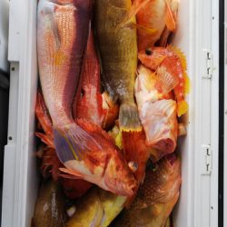 第二龍勢丸 釣果