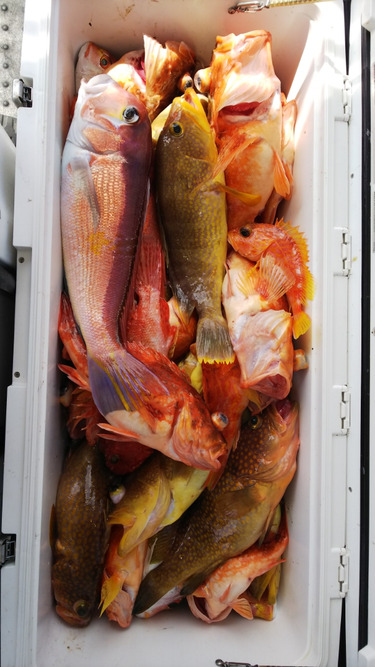 第二龍勢丸 釣果