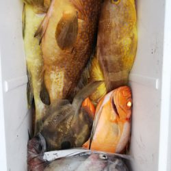 第二龍勢丸 釣果