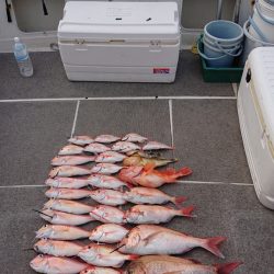 ARCADIAⅡ (アルカディアⅡ) 釣果