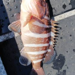 第二龍勢丸 釣果