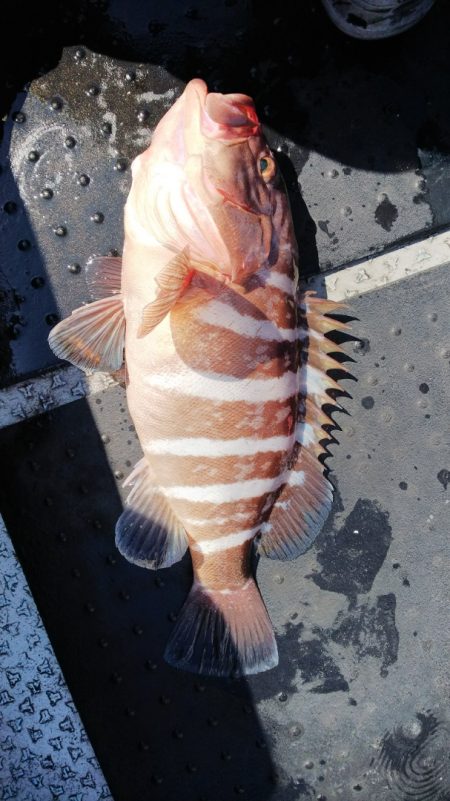 第二龍勢丸 釣果