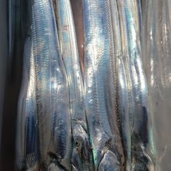 金沢八景鴨下丸 釣果