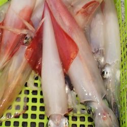 第二龍勢丸 釣果