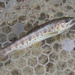 平谷湖フィッシングスポット 釣果