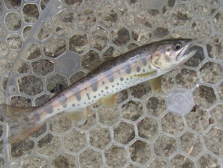 平谷湖フィッシングスポット 釣果