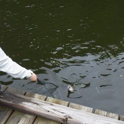 平谷湖フィッシングスポット 釣果