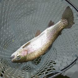 平谷湖フィッシングスポット 釣果