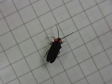 平谷湖フィッシングスポット 釣果