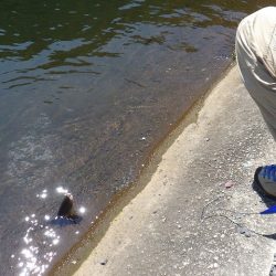 平谷湖フィッシングスポット 釣果