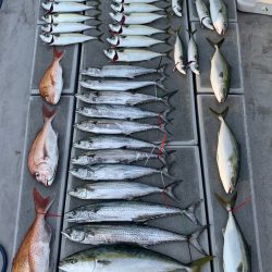 SeaRide(シーライド) 釣果