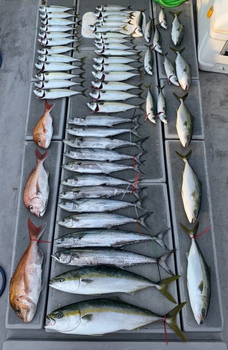 SeaRide(シーライド) 釣果