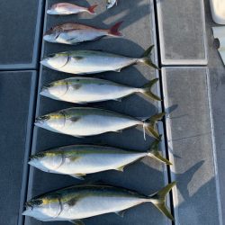 SeaRide(シーライド) 釣果